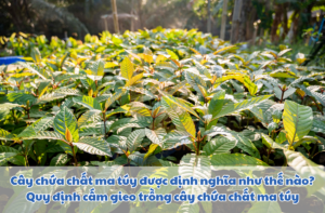 Cay-chua-chat-ma-tuy-duoc-dinh-nghia-nhu-the.png