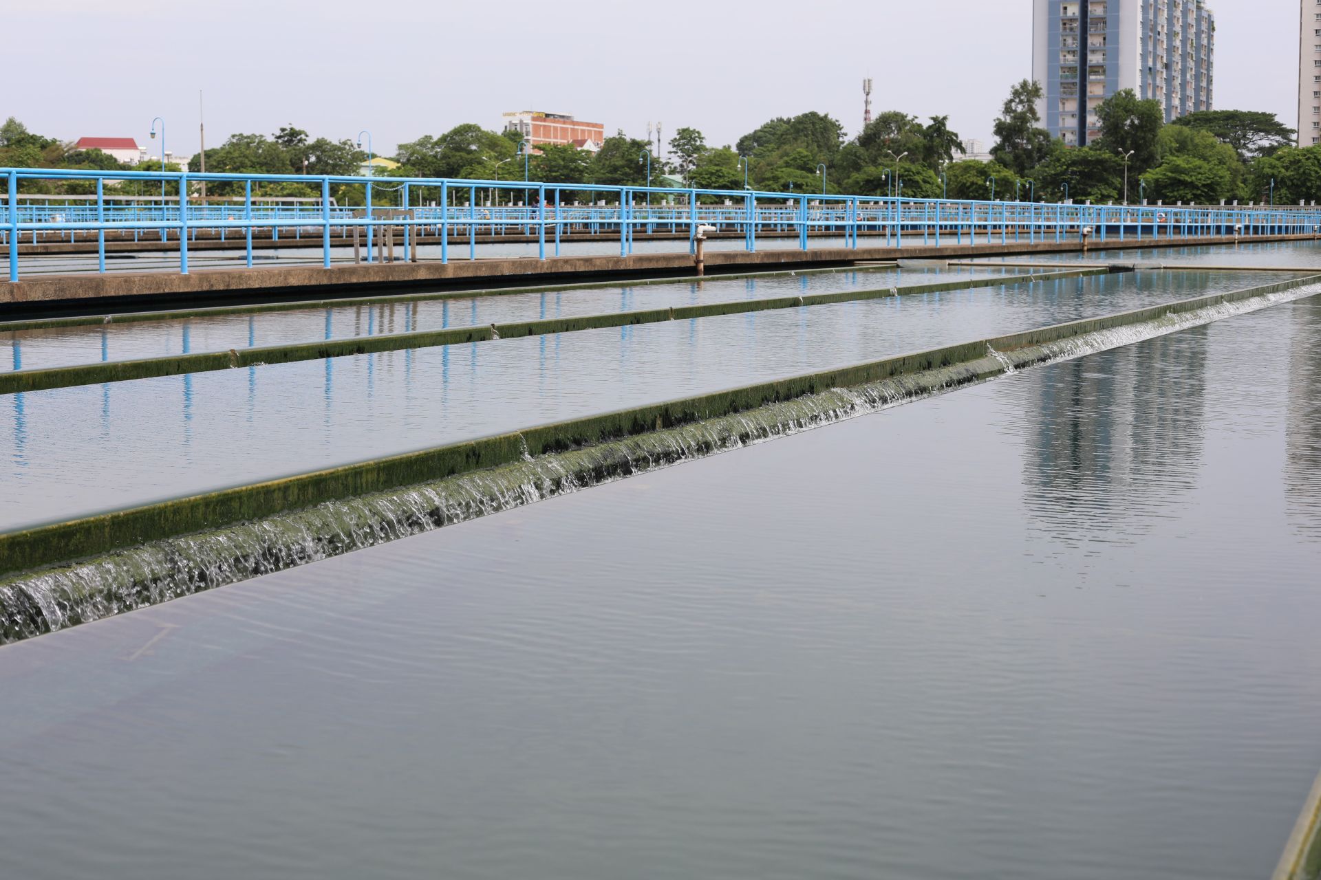 Án lệ số 59/2023/AL về Tội Giết Người và Lỗi Cố Ý Gián Tiếp