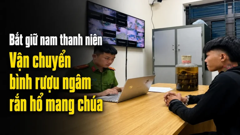 Vận chuyển bình rượu ngâm rắn hổ mang chúa có thể bị xử lý thế nào?